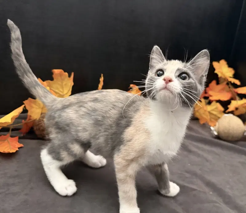 Rusty, a female Dilute Calico kitten up for adoption