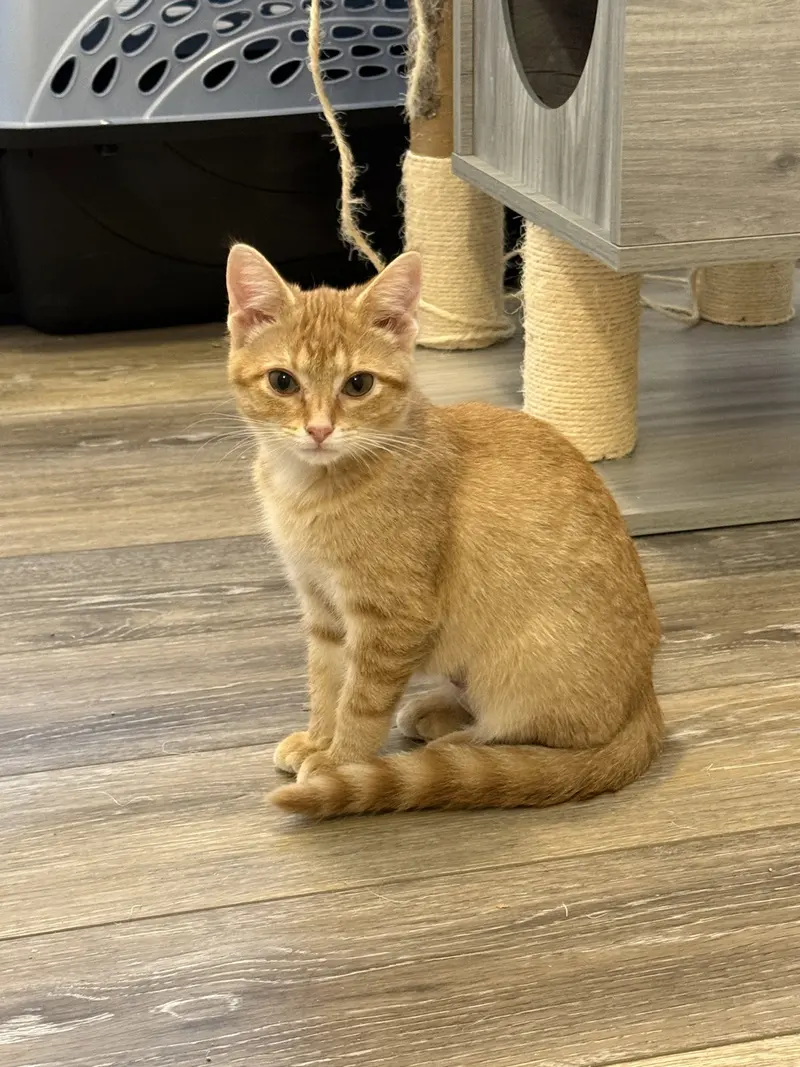 Colby, a male Tabby kitten up for adoption