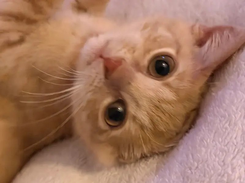 Gouda, a female Tabby kitten up for adoption