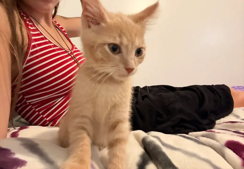 Swiss, a female Tabby kitten up for adoption