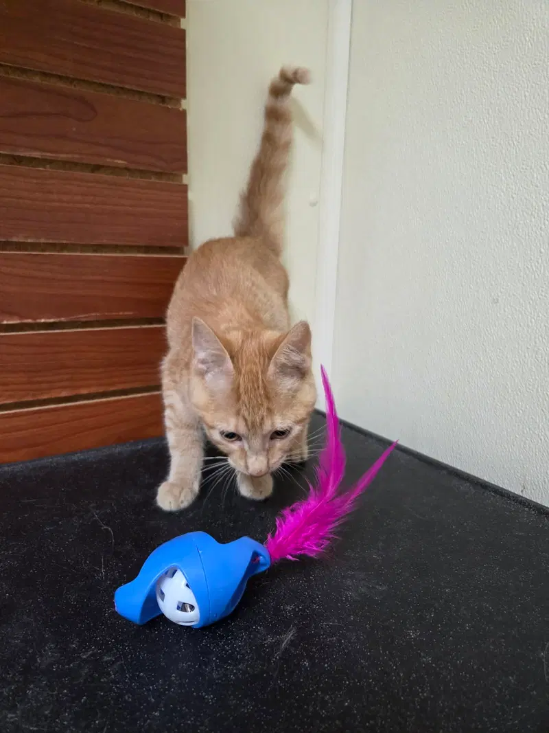 Frankie, photo 4