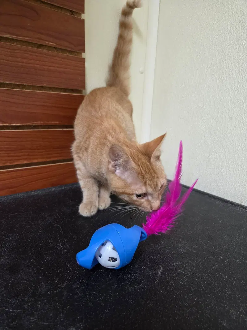 Frankie, photo 5