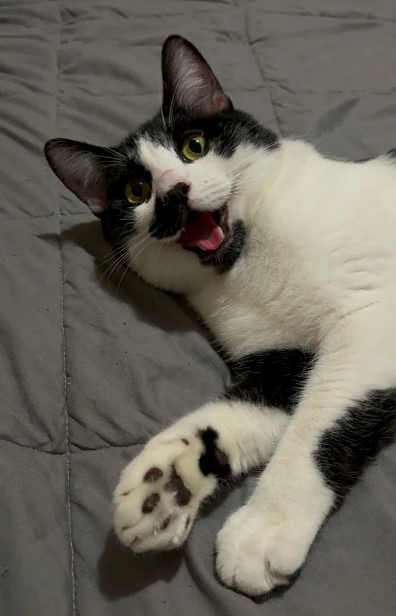 Pepper, a young male cat up for adoption