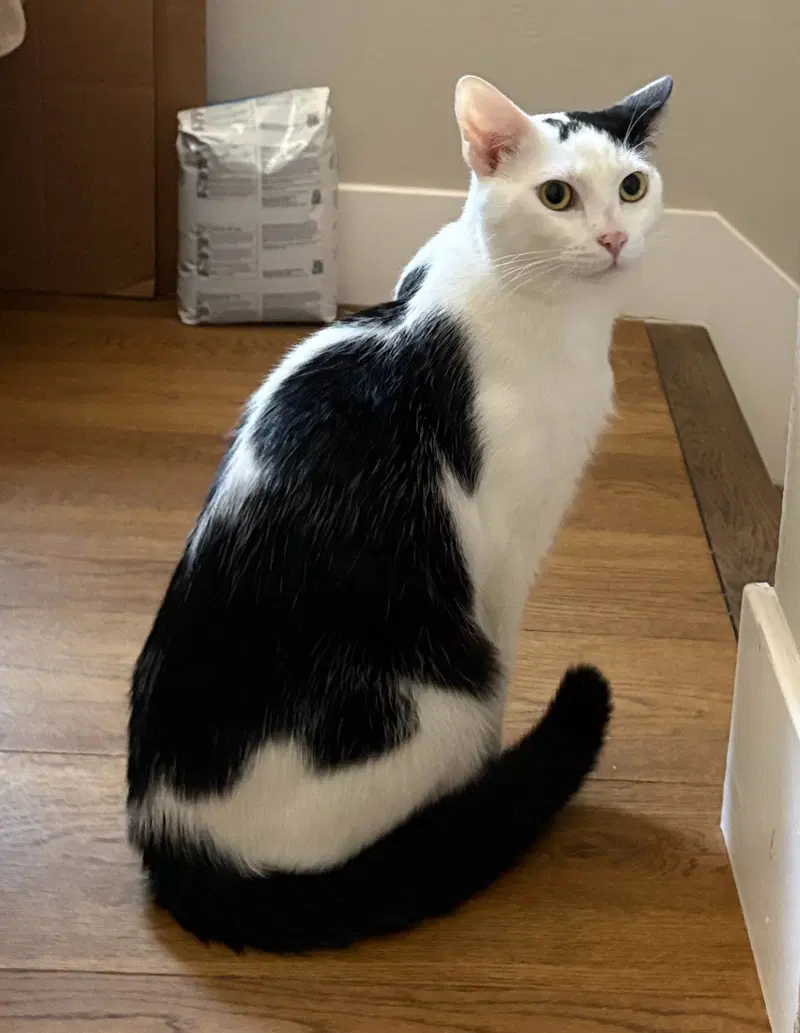 Moo, a young male cat up for adoption
