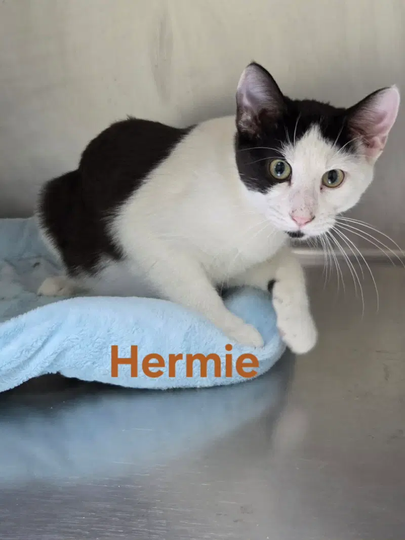 Hermie, photo 4