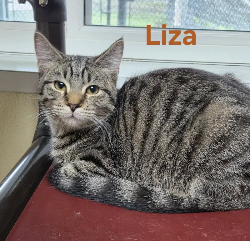 Liza, photo 3