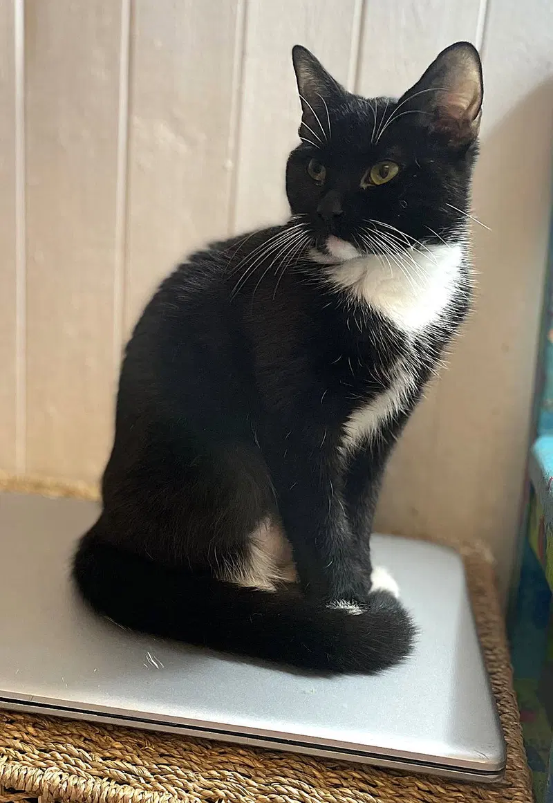 Azurite, a young female cat up for adoption