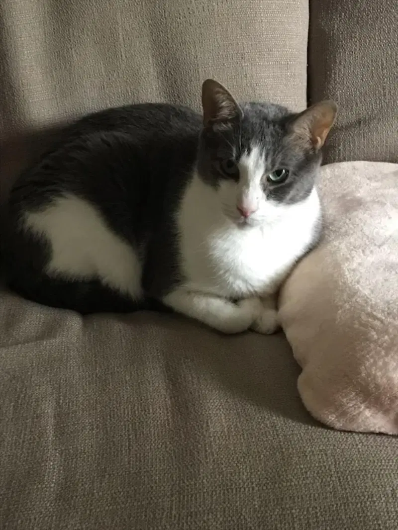 Obie, an adult male cat up for adoption