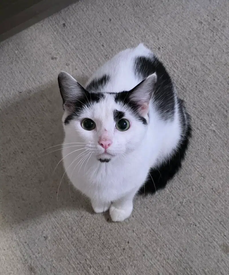 Vivian, an adult female cat up for adoption