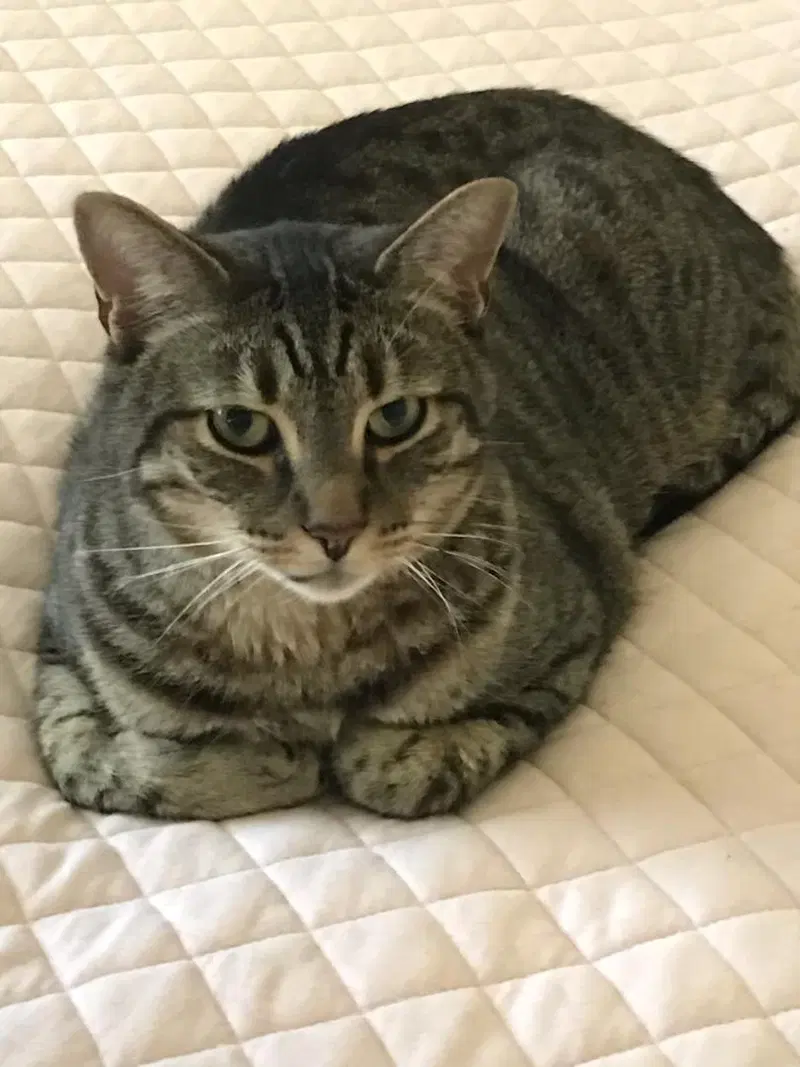 Buddy, an adult male cat up for adoption