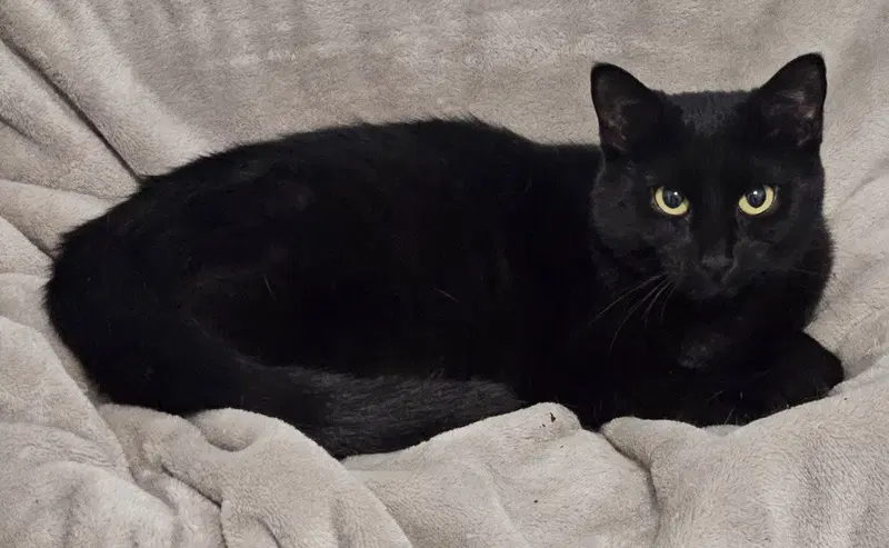 Wednesday Adams, up for adoption near Pendleton, IN