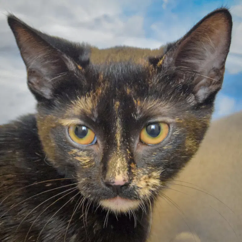 Chip, a female Tortoiseshell kitten up for adoption