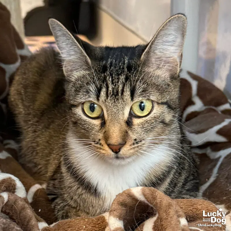 Roseanne, an adult female cat up for adoption
