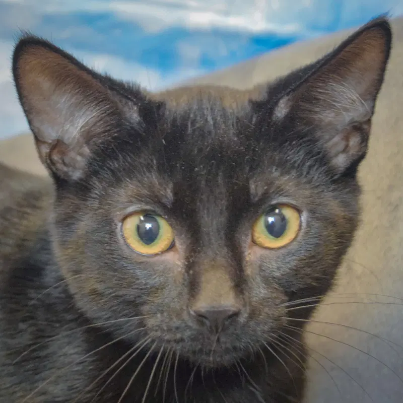 Chocolate, a male Bombay kitten up for adoption