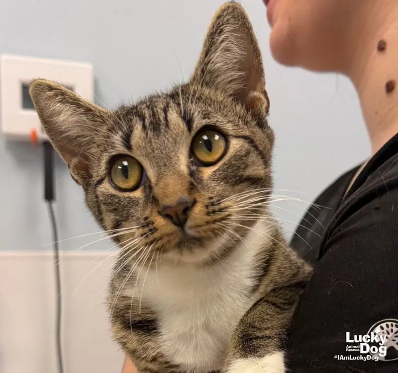 May, a young female cat up for adoption