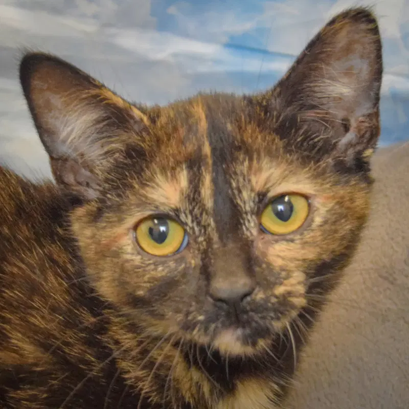 Cookie Dough, a female Tortoiseshell kitten up for adoption