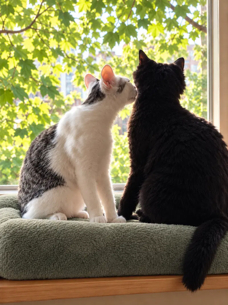 Jon Snow & Pepper, adult male cats up for adoption
