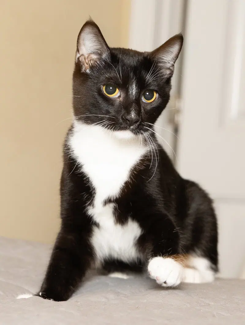 Kitten Lord Sock, a young male Tuxedo cat up for adoption