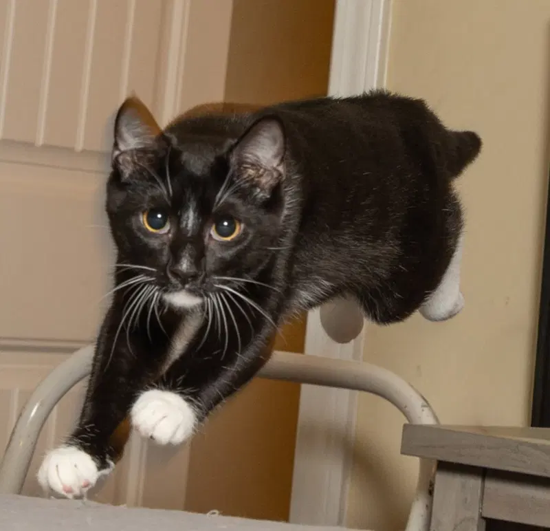 Kitten Lord Sock, photo 2