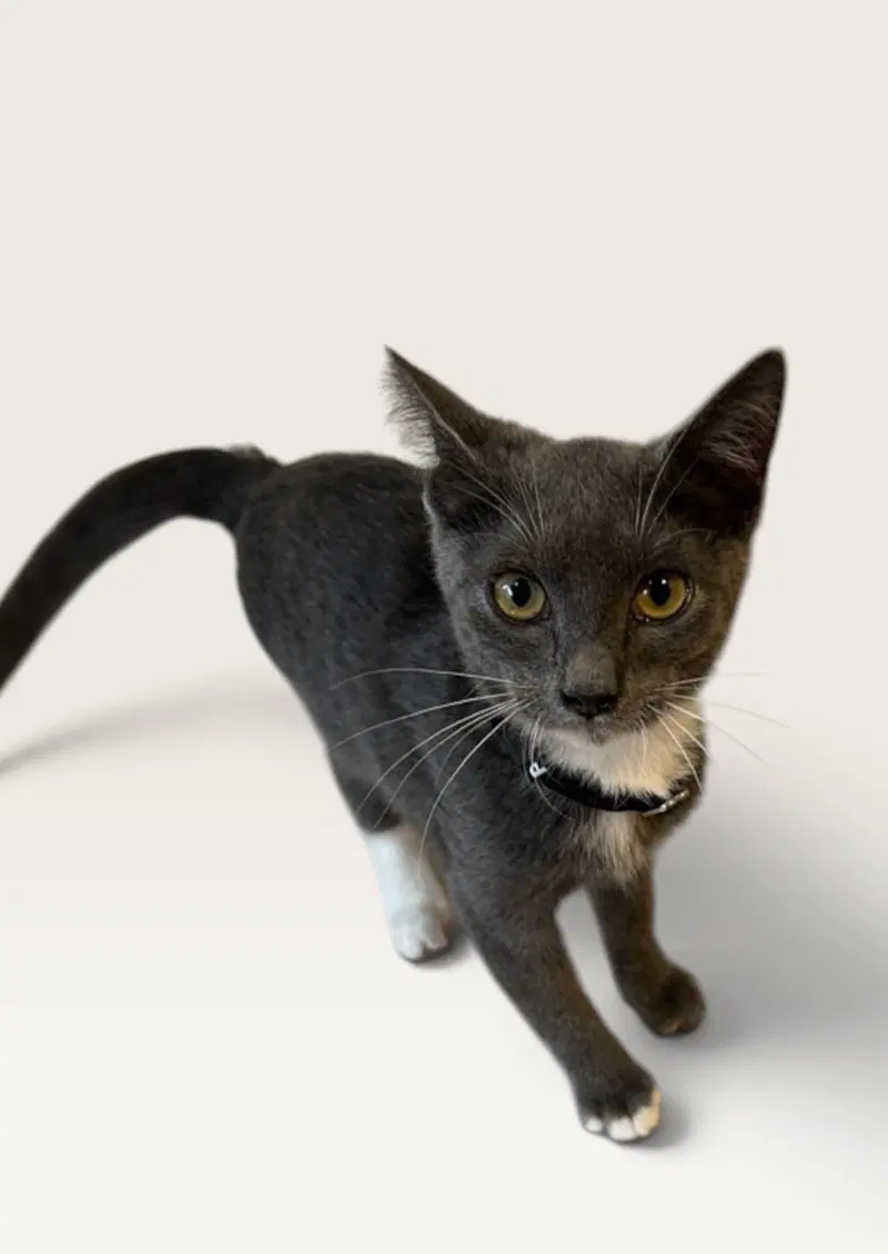Olive, a female kitten up for adoption