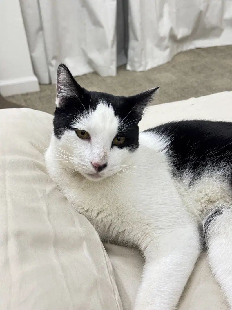 Chess, an adult male cat up for adoption