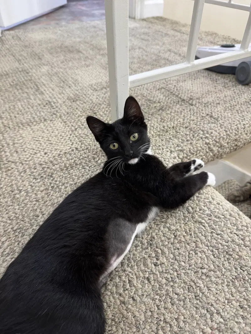 Nila, an adult female cat up for adoption