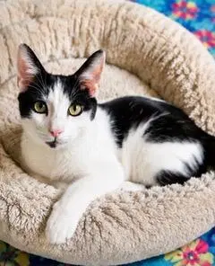 Kitten Petey, photo 2