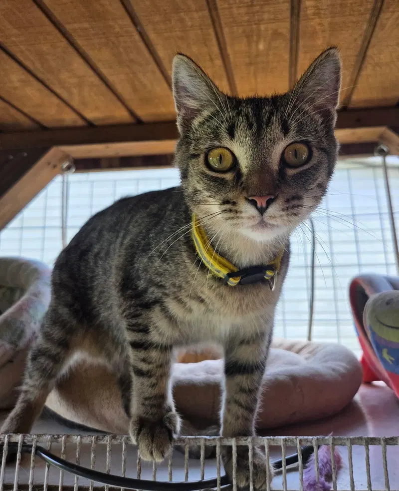 Wren, a young male Tabby cat up for adoption