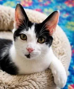 Kitten Petey, a young male cat up for adoption