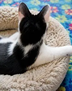Kitten Petey, photo 3