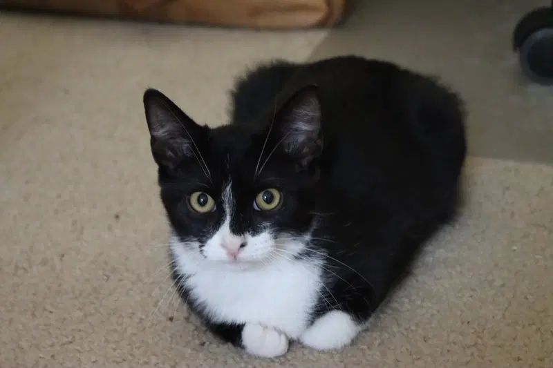Carlos, a young male cat up for adoption