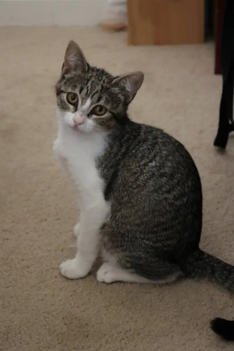 Dana, a young female cat up for adoption