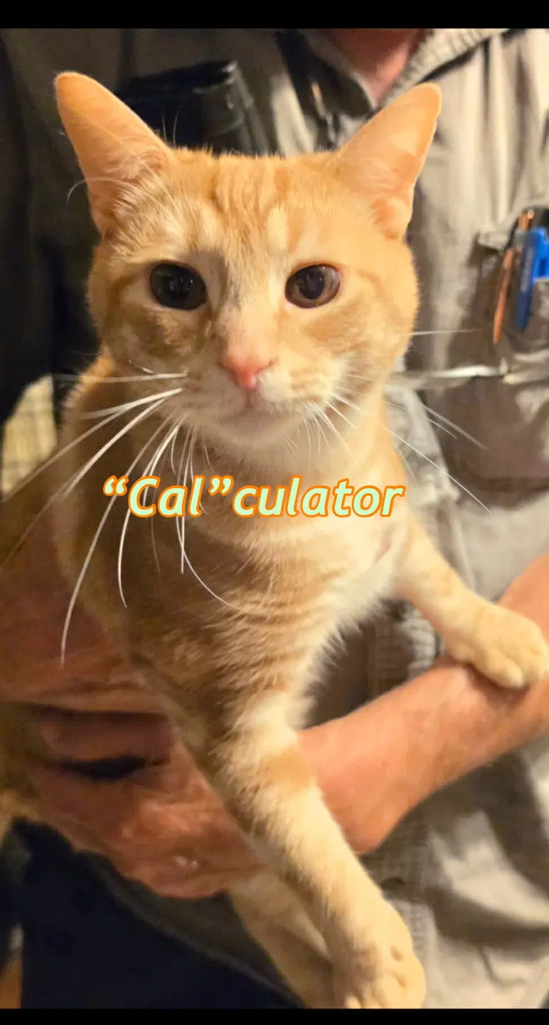 Calculator AND Harold, photo 6