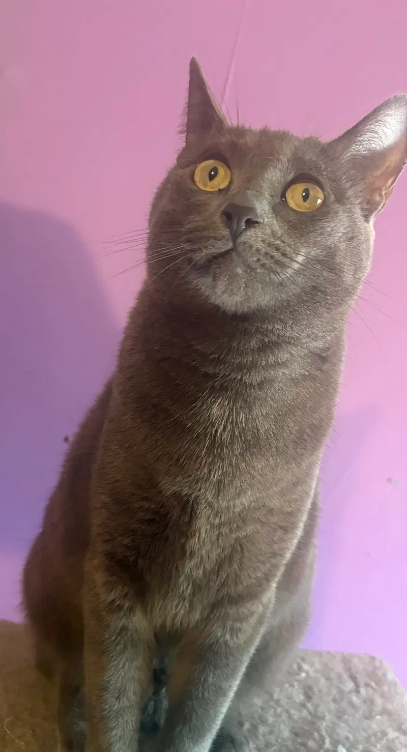 Stella H CL, an adult female cat up for adoption