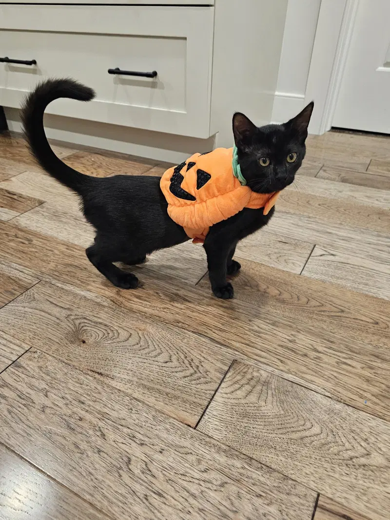 Guiness, a young male cat up for adoption