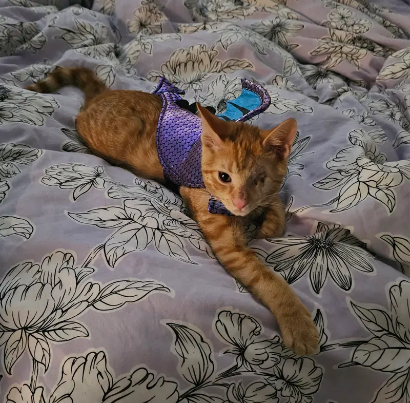 Fireball, a young male cat up for adoption