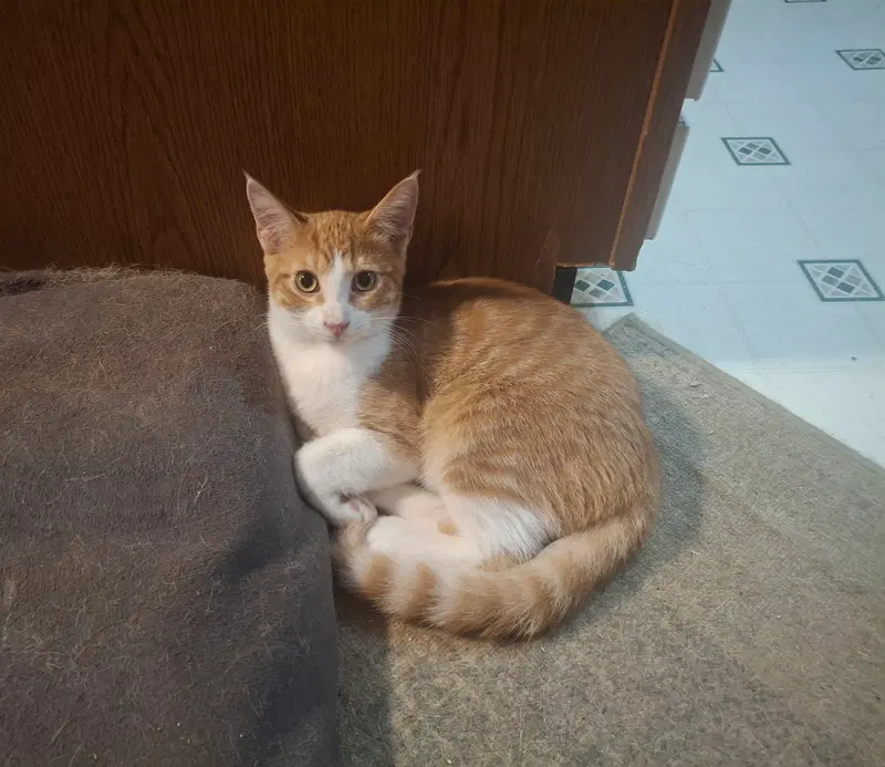 Mozart, a male kitten up for adoption