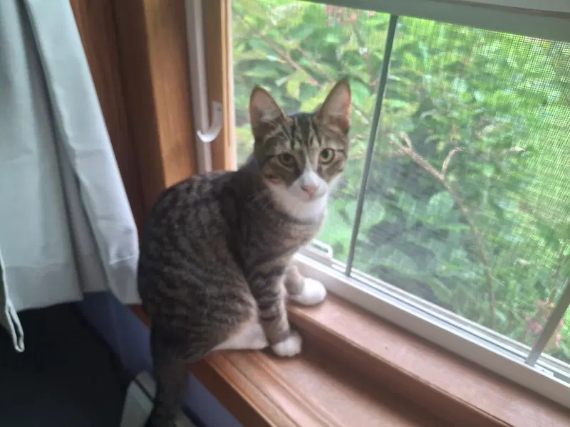 Franklin, a male kitten up for adoption