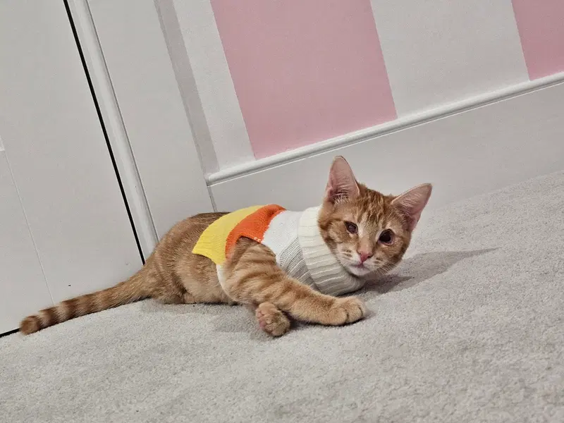 Brandy, a young female cat up for adoption