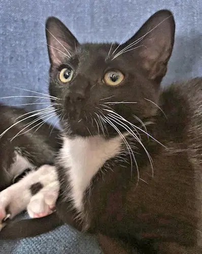 Crow, a male Tuxedo kitten up for adoption