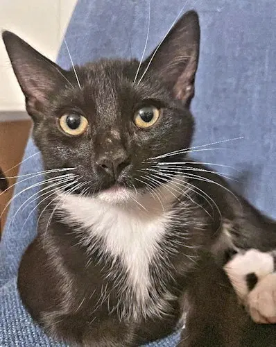 Stripe, a male Tuxedo kitten up for adoption