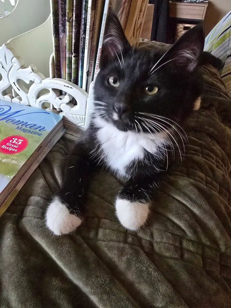 Tide, a male kitten up for adoption