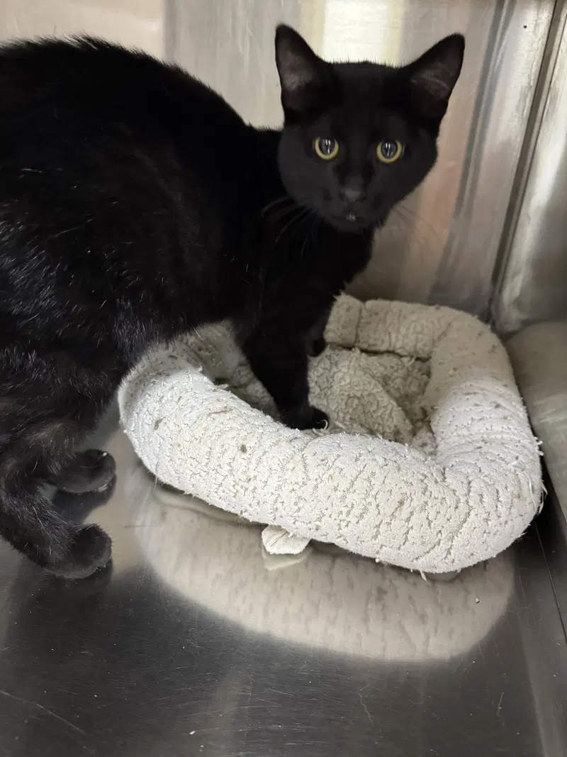 Tammi, a young female cat up for adoption