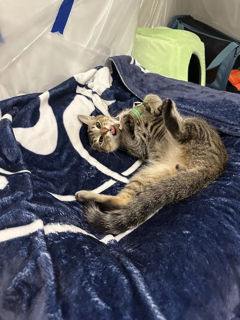 Buddy, a young male Tabby cat up for adoption