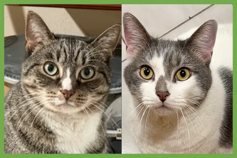 Watch the video of Kittycat and Tinker