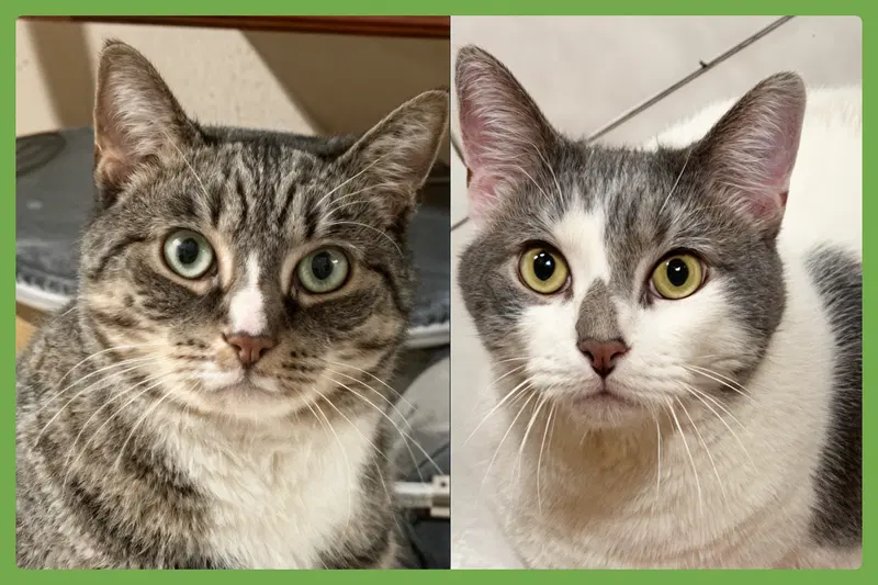 Kittycat and Tinker, adult male cats up for adoption