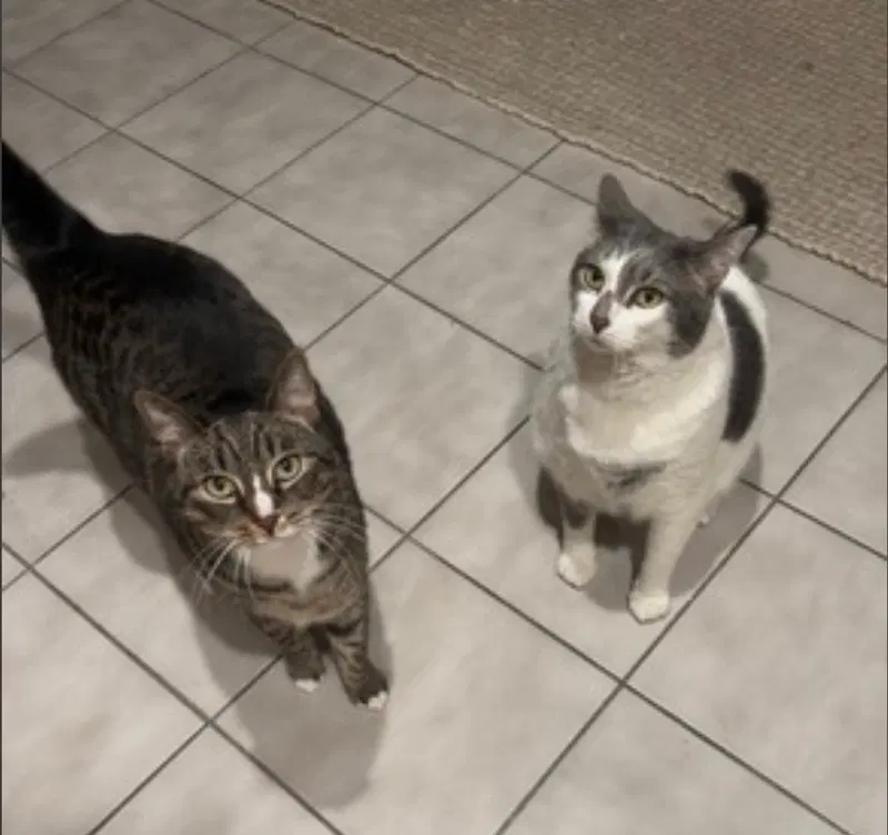 Kittycat and Tinker, photo 2