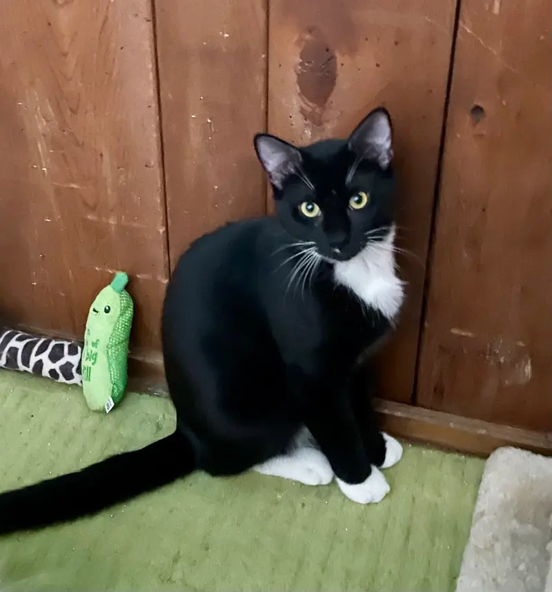Barry, a male kitten up for adoption