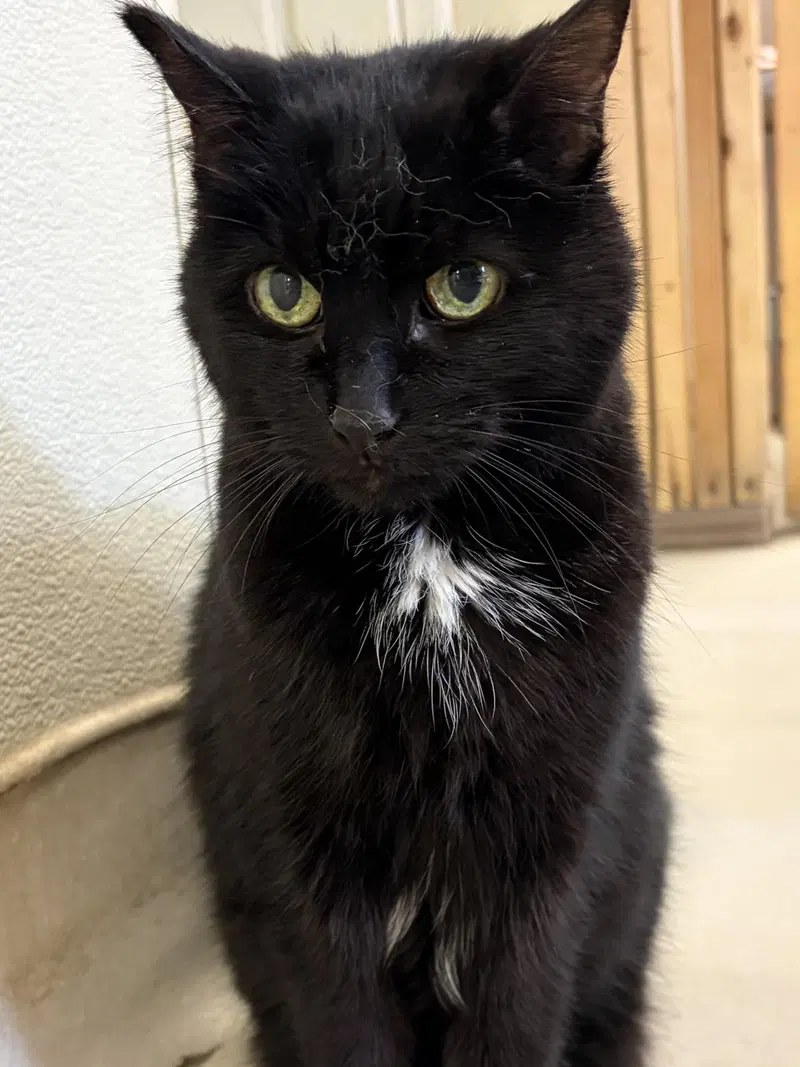 Fuzzy Girl, a senior female cat up for adoption