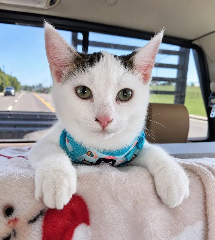 Blaze, a male cat up for adoption